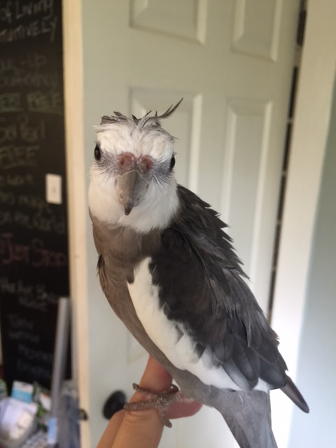 I know - that's exactly what I thought! Now you'd better back up, Mom .... nothing destroys the atmosphere of "sexy virile-ness" like a "Momma's bird." 