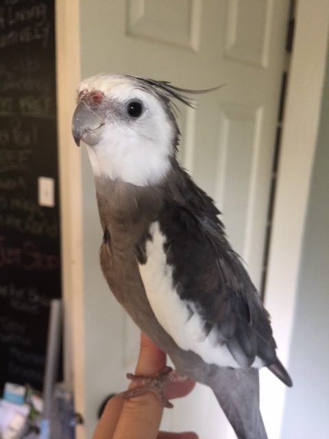 Okay, wait for it....