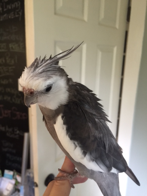 That's right - make sure you get a clear shot of all my spiky feathers. 