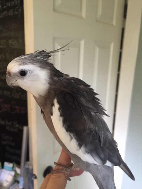 C'mon, chop chop Mom - I am already looking very virile!