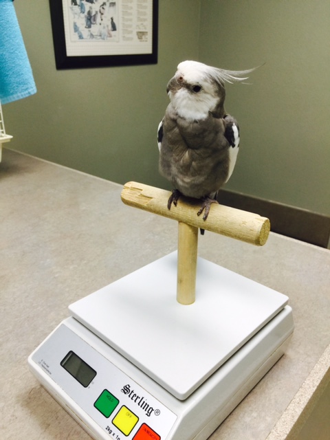 Well this is new - since when has a "prettiness contest" required a weigh-in?