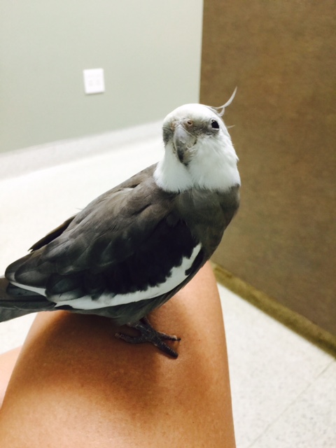 You know, Mom, this room really lacks....ambience. It feels rather, well, clinical. 