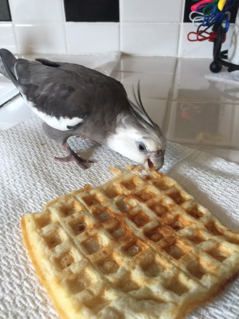 You also want to try to disguise the actual amount you are ingesting as you poach.