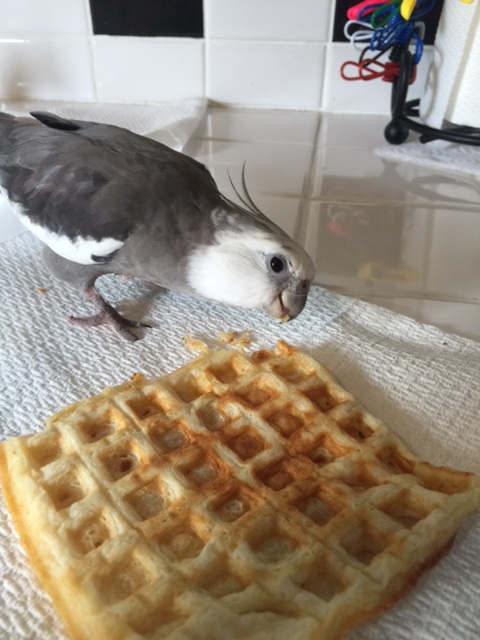 And one eye on your fellow poachers.