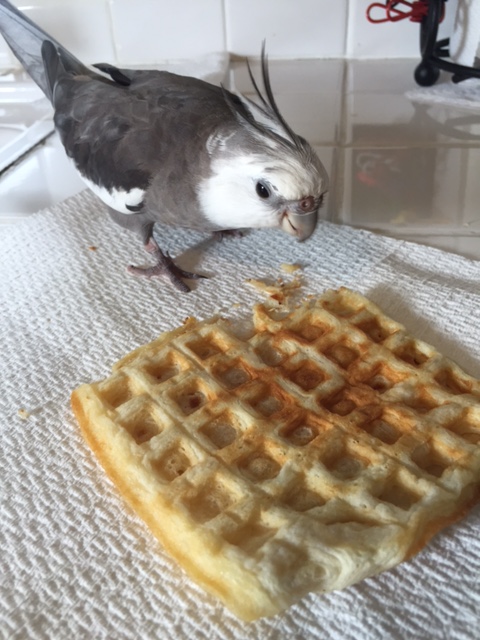 One of the hardest "skills of the poaching trade" to learn is to multi-task with your eyes.