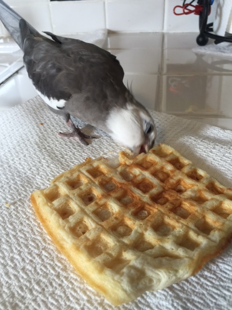 After all, any poacher can just open their beak and dig in.