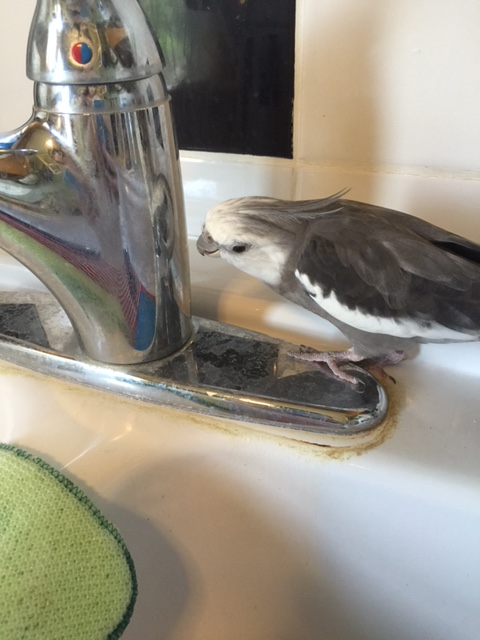 Well - hi there! I'm glad to meet you at this watering hole.