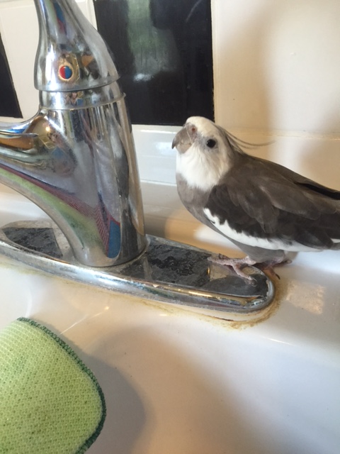 Uh oh. I see my large featherless assistant heading our way. She must need more work to do. But look - let's meet up here again tomorrow, okay?