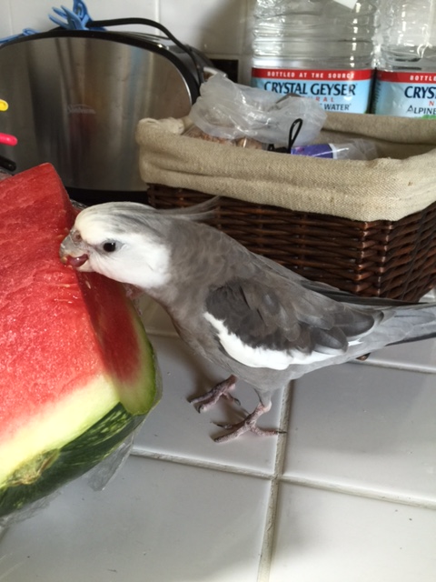 And then, of course, there is the household pecking order....