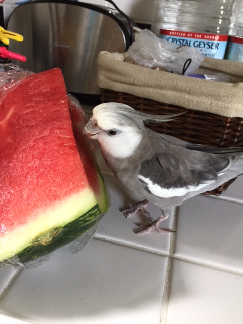 Wow! I haven't seen this delicacy in some time. It must be the "first of the season."