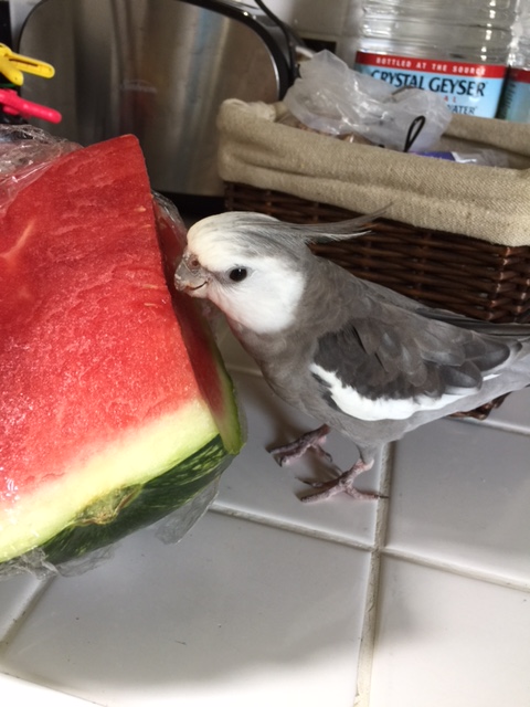 Hi Mom. Yes, I see you waiting there in line. Why do I get to go first? Well, you don't have a sensitive gourmet palate like I do.