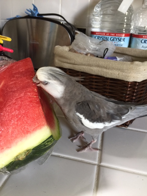 Let me just take a delicate nibble to get the full bouquet on my sensitive gourmet palate.