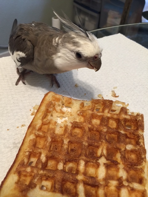 Unfortunately, I won't have long to (er) savor my victory.