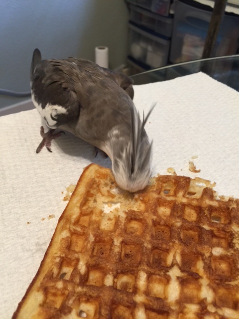 Nom nom nom nom nom....