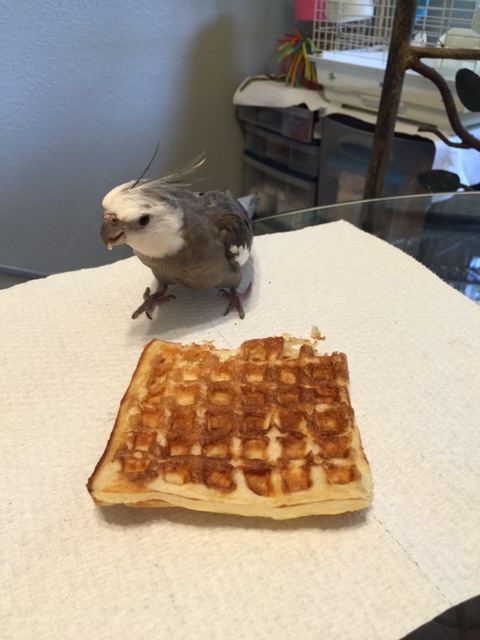 By the time the challengers get here, the waffle will be totally mine.