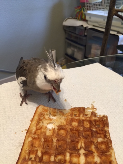 They couldn't bring down an elusive prey like this if it jumped into the toasting device itself.