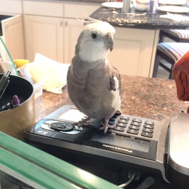 Hi! Thanks for calling 1-800-I'm-So-Cute. How may we help you?
