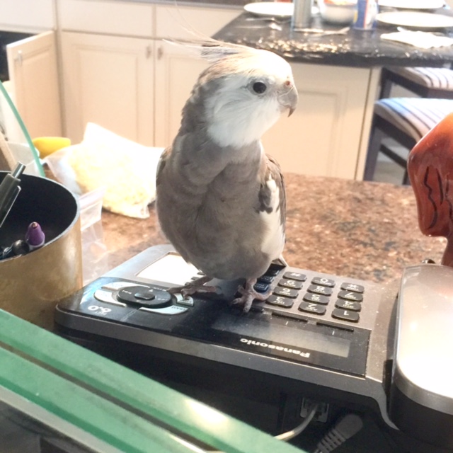 Well you don't say! You mean your coloration is white and grey all over just like me? And you think you are very cute? And you want to take over all my modeling jobs.....CLICK.