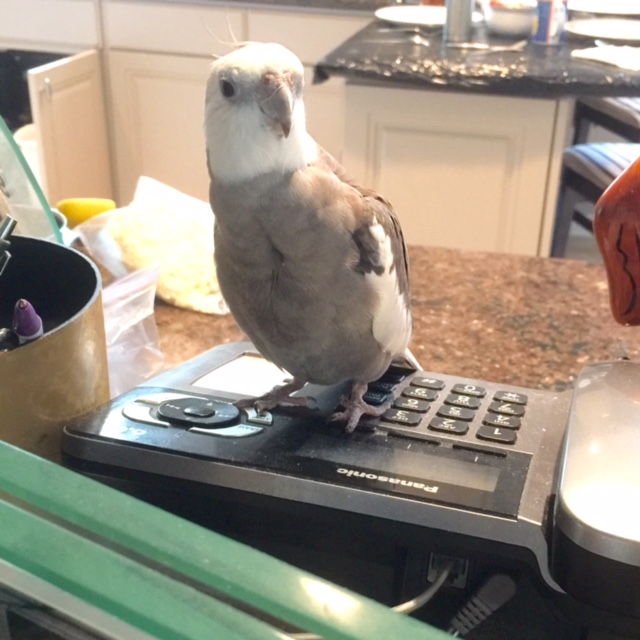 Hi! Thanks for calling 1-800-I'm-So-Cute. How may we help you?