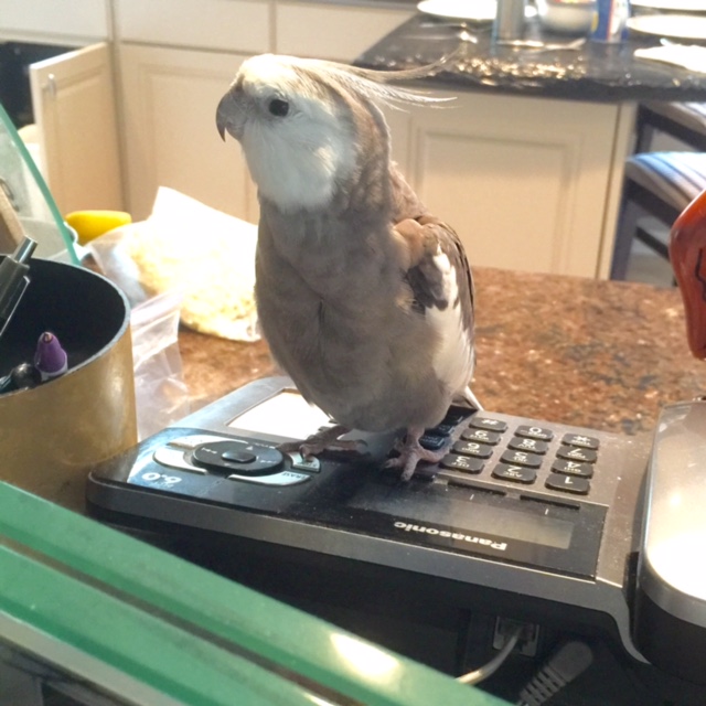 You want me to move in with you? And you want a claw-o-graph....on everything you own? Hmmmm. May I place you on a brief hold....