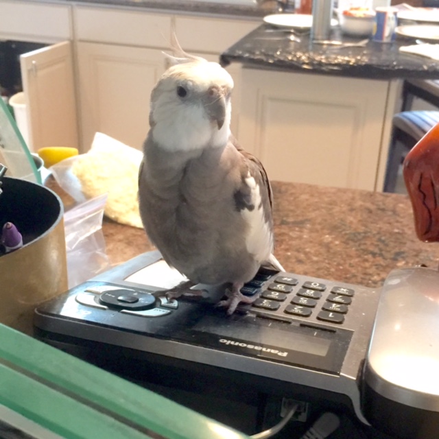 You want to find a ladybird to make an egg with? Join the club, buddy! CLICK.