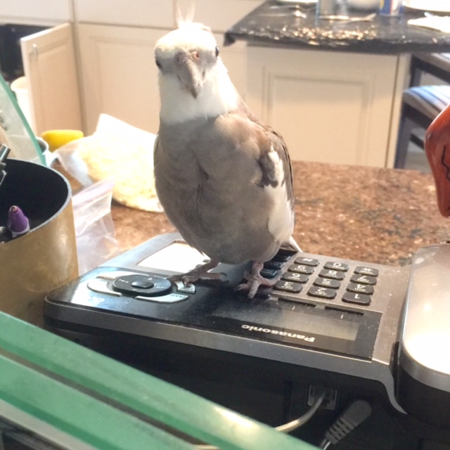 Hi! Thanks for calling 1-800-I'm-So-Cute. How may we help you?