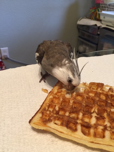 But first, in the way of my people, I must thank my prey for sacrificing itself for my dinner.