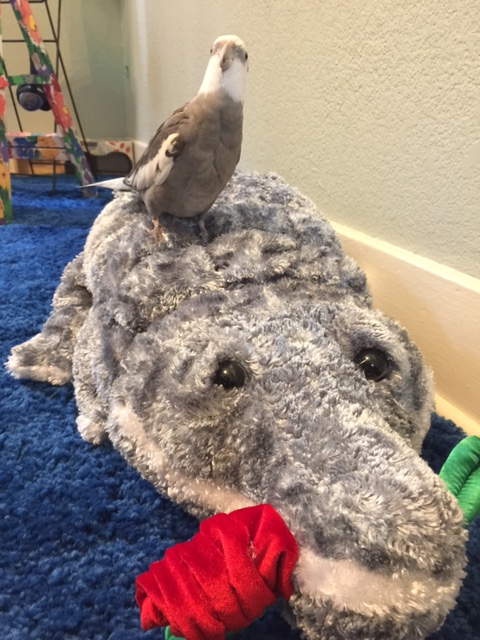 Oh there you are, Mom! Check out my new courtly ride! 