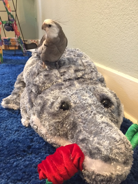 What's that? "Don't let him open his mouth?" Why not?