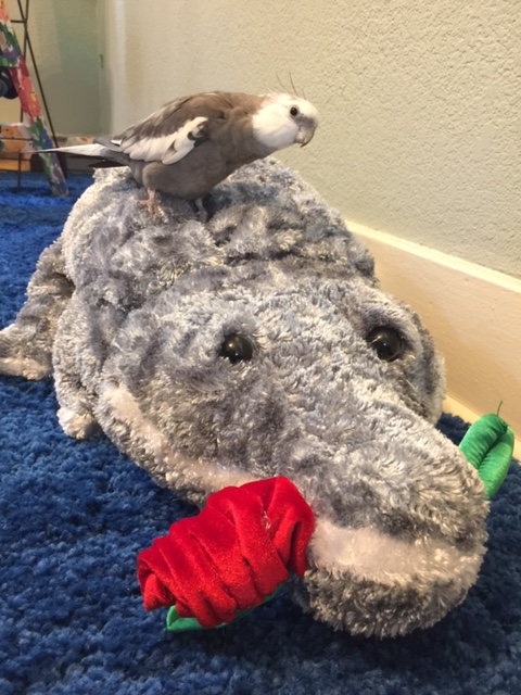 Well I'm not sure what my gallant steed likes to eat. I was thinking flowers.