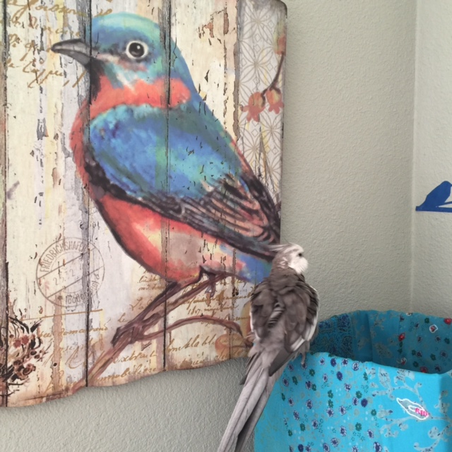 I'm not sure why I'm asking her - how would she know....she doesn't even have any feathers.