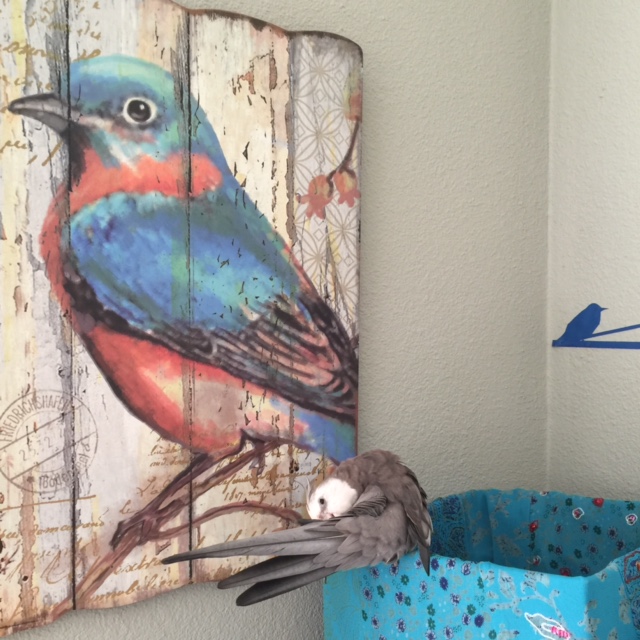 Clearly, there is only one thing to do to resolve this situation....