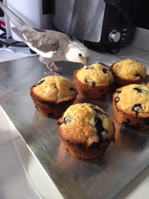 Preliminary research suggests these are not waffles.