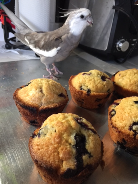 Might I ask where the Small Chef was when all this was going on?