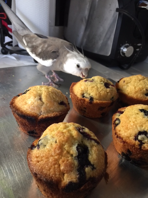 Nope. Nice try, Mom, but there are definitely no waffles in this batch.