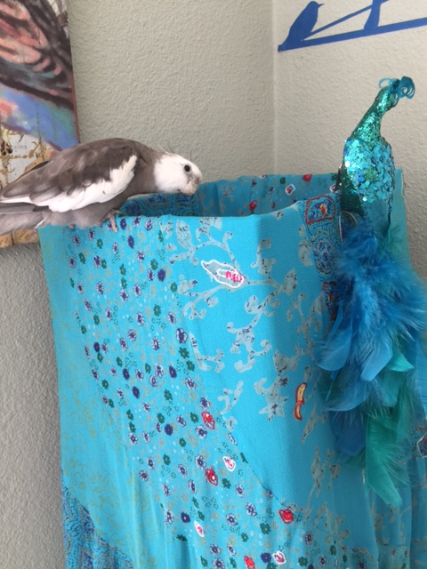 Talk about playing "hard to get." But I am not .007 for nothing - my suave feathery fetching-ness will certainly win her over in time.