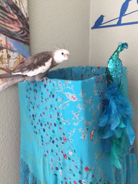 Oh! Hello there! Please permit me to introduce myself. My name is Pearl and I am very famous and feathery....
