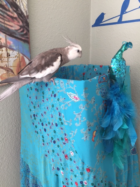 And I can't help but notice how fetching and feathery you are.....