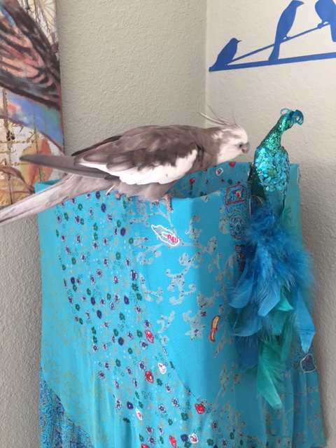 I must have a closer look at such stunning blue feathers.....