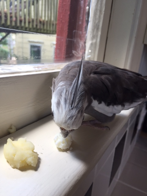 Although I think it is better to put the brunch into containers so it doesn't keep trying to escape.