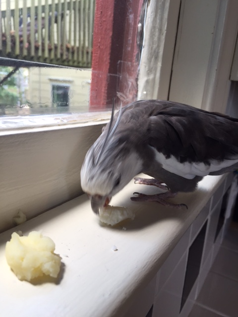 Wily little sucker. But you're no match for my keen black eyes and sharp curved beak.