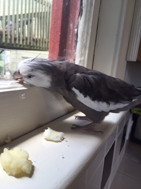 How odd - I really would have thought the large featherless beings too sedentary to enjoy this style of "chase and kill your prey" brunch.