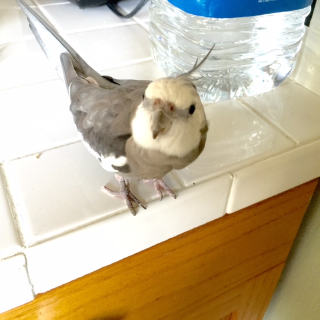 Well, you do make a good point - I am looking particularly fetching today (like every day).