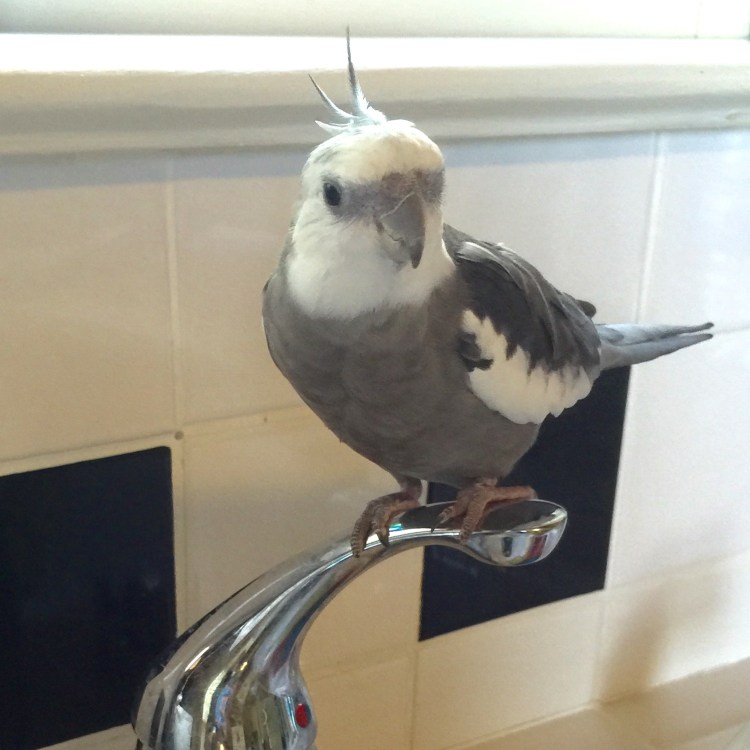 Well, yes, Mom, I know I look so cute perched up here scouting prey. But you can't stand there - you'll give away my location!