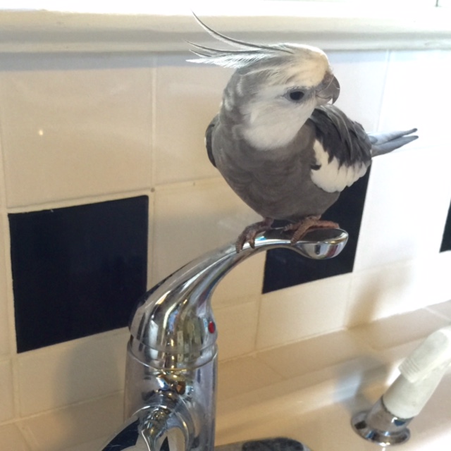 Well, I like "National Geographic" too, but their photographer usually has some kind of disguise so they don't...you know...stick out.