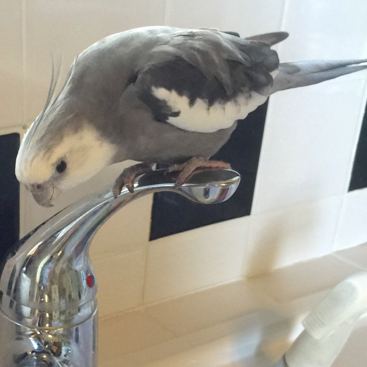 This is one of those really tasty prey too - the crunchy brown ones with the round hole in the middle.