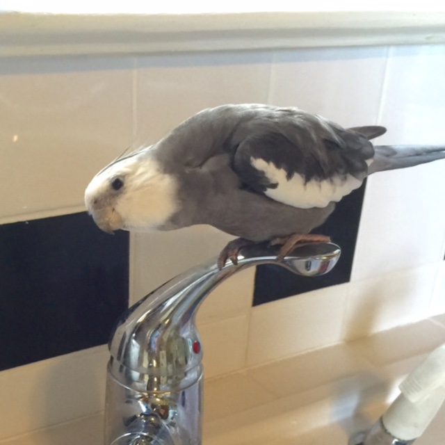 MOM. One more "flash" out of that small rectangular thing and I'll be eating it for lunch instead!