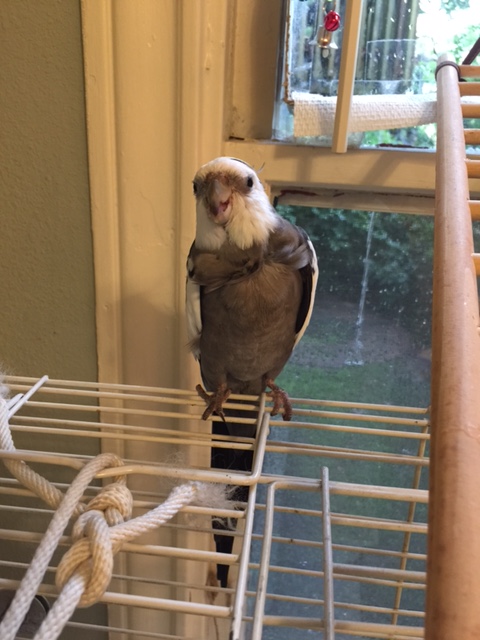 Well, yes, I am feeling very fierce. Why? 