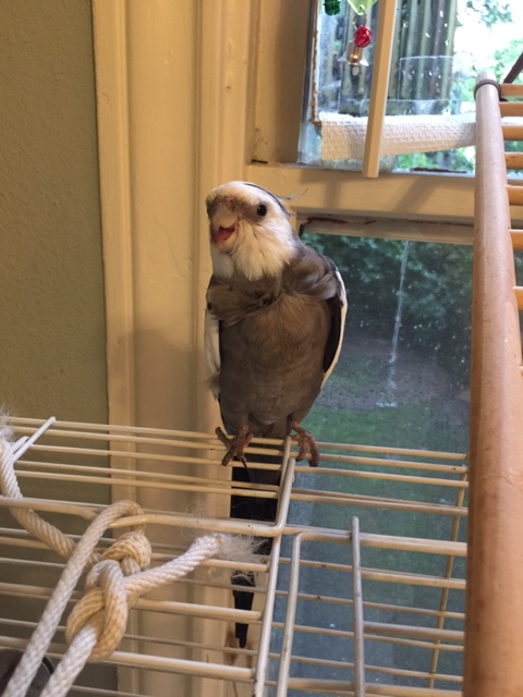 Okay, well how's this for fierce?