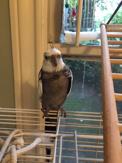 Hmmm. I've never seen Mom just drop the small rectangular flashing device and run like that...